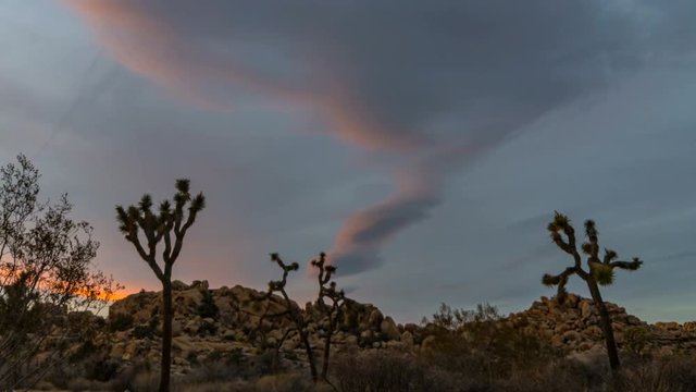 Timelapse of Colorful Morning Glory in Joshua Tree National Park -Zoom In-