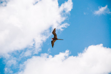 Magnificent Frigatebird (Fregata magnificens) flying - Fernando de Noronha, Pernambuco, Brazil