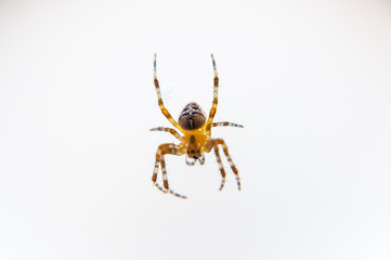 Yellow black Orb-weaver spider Araneid insect sitting on spiderweb