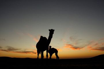 Arabian camel (Camelus dromedarius)