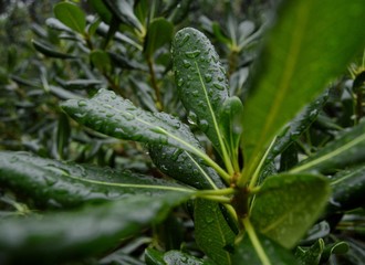 Raindrops on leaves 