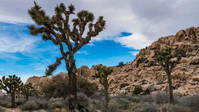 Timelapse of Sunshine thru Joshua Tree in Mojave Desert -Pan Left-