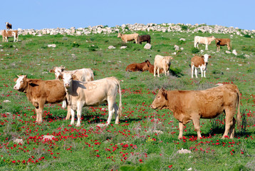 Fototapeta premium Free roaming cattle