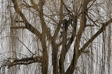 Wierzba © Grzegorz Polak