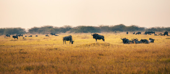 Fototapeta na wymiar Panorama - Eine Herde Gnus in der Savanne im Licht späten Nachmittagssonne, Chobe National Park, Botswana
