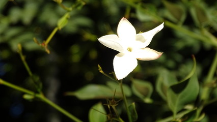Flor de jazmin