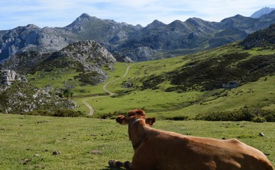 cow in the alps