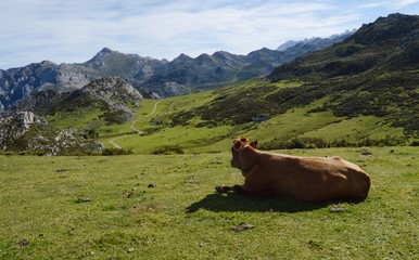 Fototapeta premium cow in the mountains