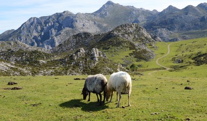 sheep in the mountains
