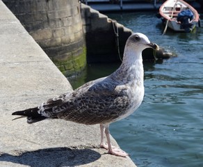 Seagull by the water
