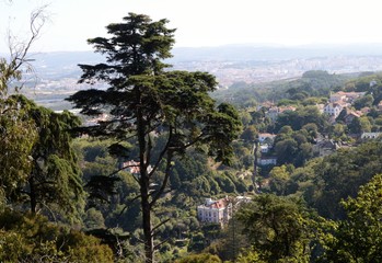 Tree against landscape 