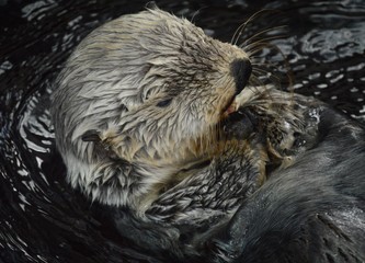 Otter