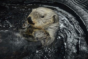 Otter