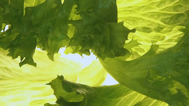 Green lettuce salad rotating on white background, vegetarian food, top view