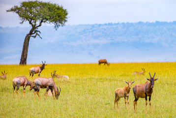 Naklejka na ściany i meble Topi-Antilopen in der Wildnis Kenias