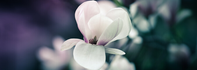 Beautiful close up magnolia flowers. Blooming magnolia tree in the spring. Selective focus