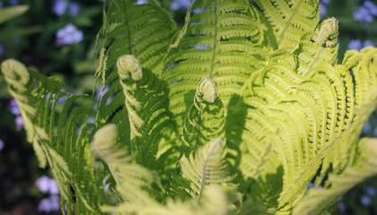Fern leaf Leaf of a green plant. Green leaf fern. Unusual plant.