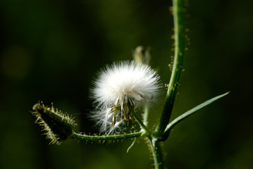 Fototapeta premium wild flowers in spring