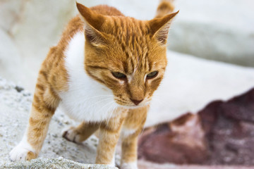 Fototapeta na wymiar beautiful red cat in nature