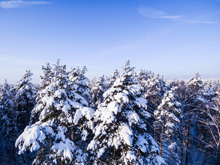 Aerial view winter forest. Tops of snowy tree branch and blue sky. Birds eye view.