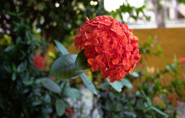 Red Orchid in the garden