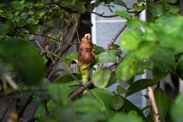 Bud Flower in the garden