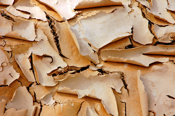 tree bark
