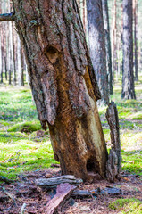Angled dead dry pine tree bark falling down on mossy ground in amazing evergreen forest