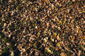 Dried leaves background in Autumn - 243951305