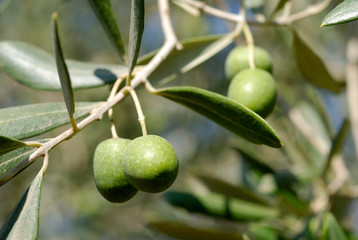 Olive tree