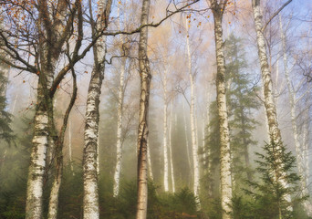 Fototapeta na wymiar autumn forest. foggy morning in the fairy forest. picturesque morning