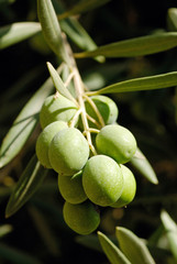 Olive tree