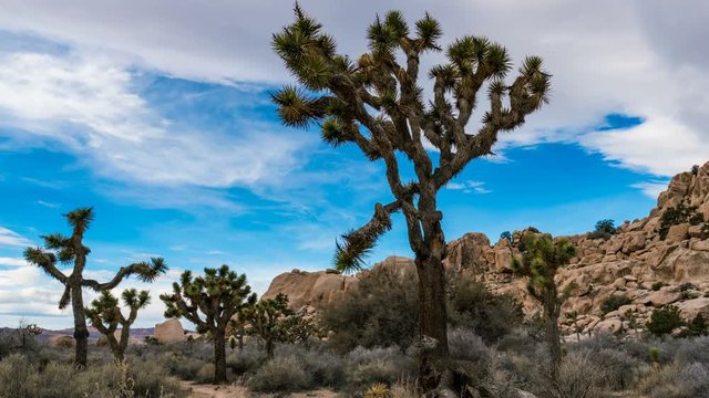 Timelapse of Sunshine thru Joshua Tree in Mojave Desert -Pan Right-