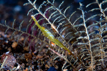  Ocellated tozeuma shrimp Tozeuma lanceolatum