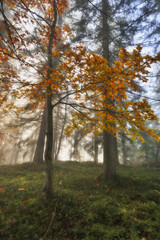 Fototapeta premium autumn forest. foggy morning in the fairy forest. picturesque morning
