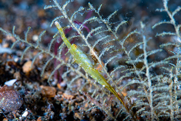 Ocellated tozeuma shrimp Tozeuma lanceolatum