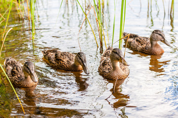 Group of young brown ducks, ducklings swimming together between the water plants in lake near the coast. Water birds species in the waterfowl family Anatidae.