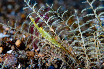 Ocellated tozeuma shrimp Tozeuma lanceolatum