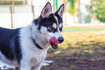 Retrato de perro Husky lamiendose la cara en el parque de perros