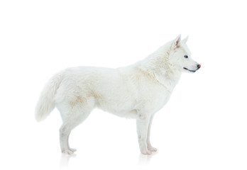 Obraz premium White siberian husky
