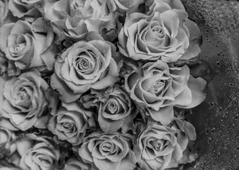 Black and white image of rose buds. Flowers roses covered with dew drops. Mourning, funeral bouquet of roses.