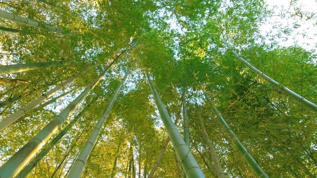 光溢れる竹林