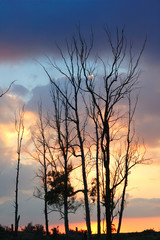 deciduous tree with no foliage