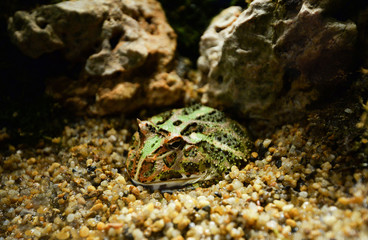 Green horned frog close up / The chachoan horned frog hide on rocks gravel in cavity