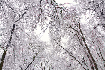 Winter background of snowy tree branches. Trees covered with snow