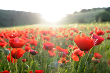field of red poppies