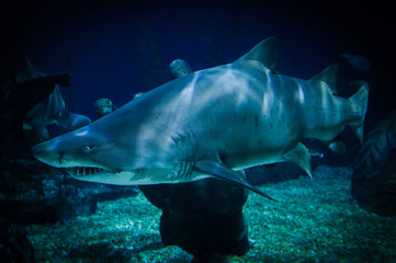 Naklejka premium large Ragged Tooth Shark or Sand Tiger Shark