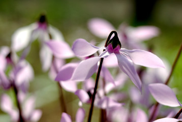 Cyclamen persicum Persian Violets,