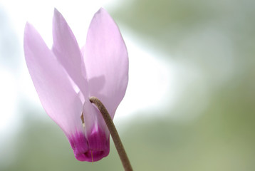 Cyclamen persicum Persian Violets,