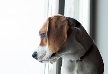 beagle in front of white background